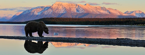 Wild Alaska, 13-day Nature discovery tour from Anchorage