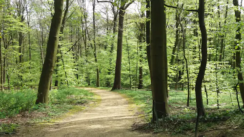 Muscle strenghtening workshop for trail runners in the Sonian Forest, Belguim