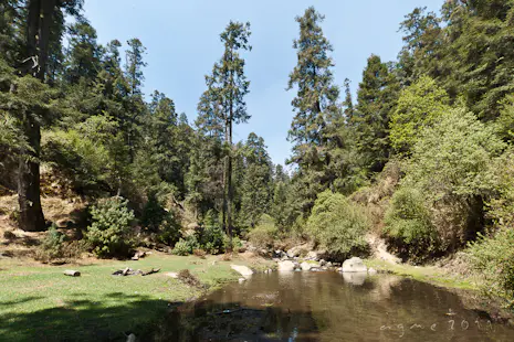 Bosque de la Cañada de Contreras: Day hike in the forest in Mexico City