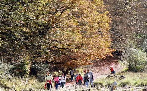 1-day Autumn hiking tour in Hayedo de la Pedrosa