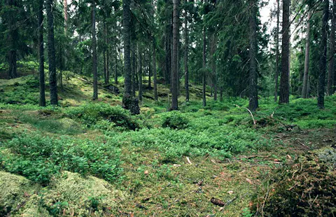 1-week Guided Hike Along Finnish-Russian Borderland