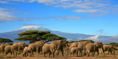 Mount Kilimanjaro via the Lemosho Route, 10 days with an American guide