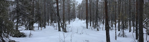 Snowshoeing in Kätkä, half-day in Lapland, Finland