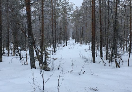 Snowshoeing in Kätkä, half-day in Lapland, Finland