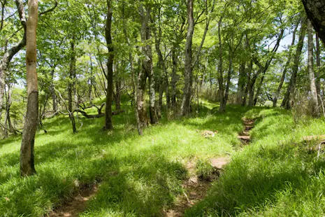 1-day Shower Trekking tour in Tanzawa