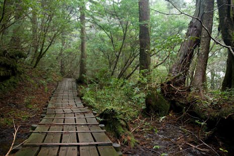 Shiratani-Unsuikyo Trekking Tour, Yakushima
