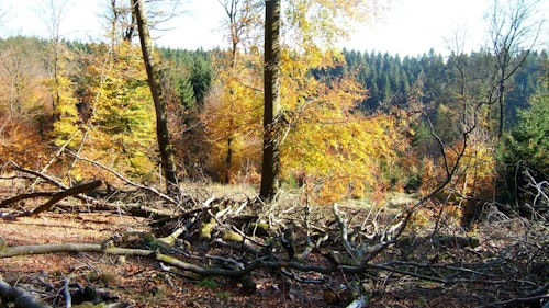 Forêt d'Anlier, Ardennes, Belgique, randonnée de 4 jours