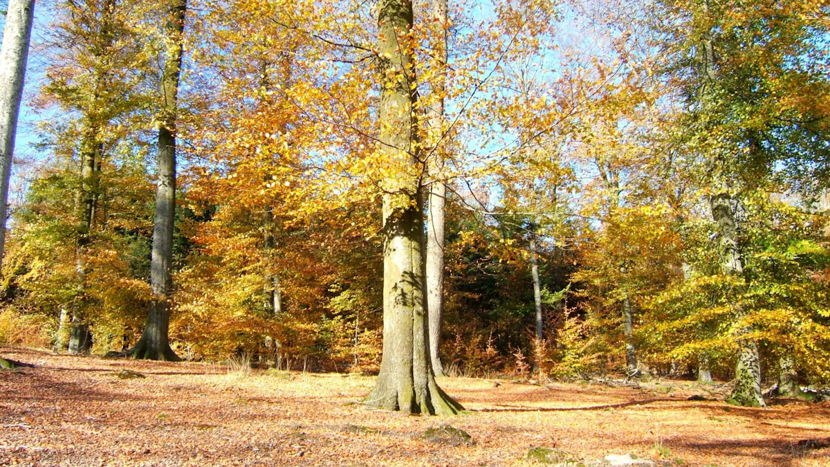 Anlier forest