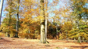 Anlier forest