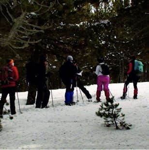 Bosque de Pal guided half day trek on snowshoes