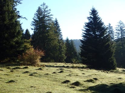 Wild Vegetation Hike in Combe Grede Reserve in Switzerland