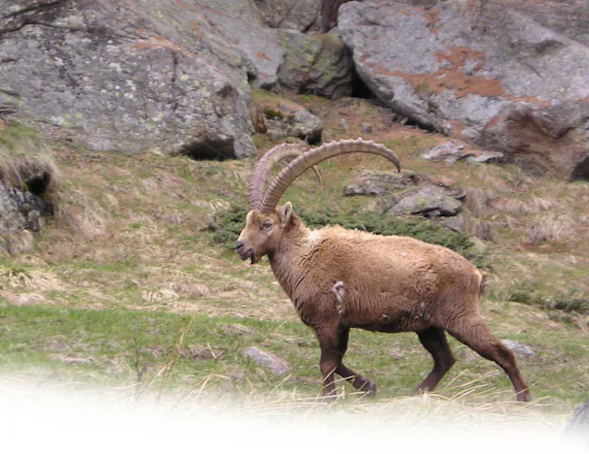 Some typical alpine animals on the way to Gran Paradiso