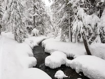 4-day Yellowstone National Park Snowshoeing tour