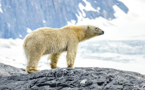 9-day Spitsbergen ski tour from a boat, Norway