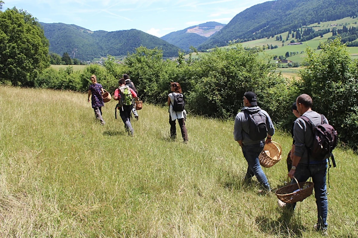 Wild vegetation course and hike in Bernese Jura 1