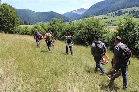 Wild vegetation course and hike in Bernese Jura