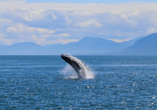 1 or 3 days kayaking with whales in Point Adolphus, Alaska