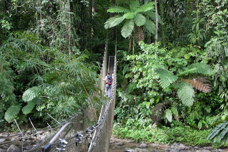 Half-day hike in the Caribbean rainforest in Martinique