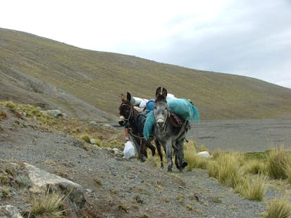 Choro trek, 3 days in Bolivia