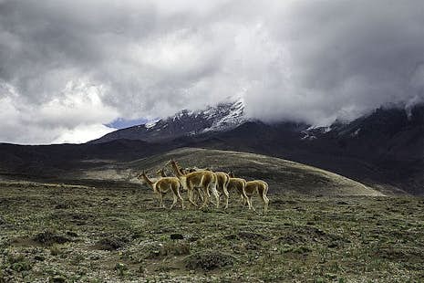Chimborazo Fauna Reserve guided trekking tour