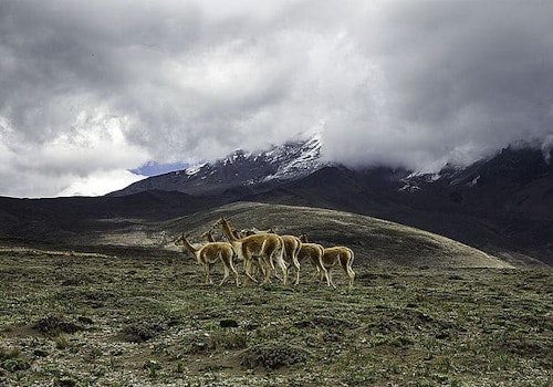 Chimborazo Fauna Reserve guided trekking tour