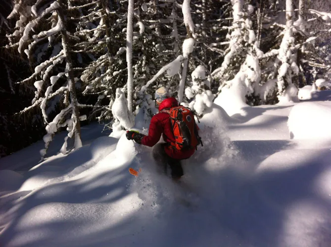 Powder skiing in the forest