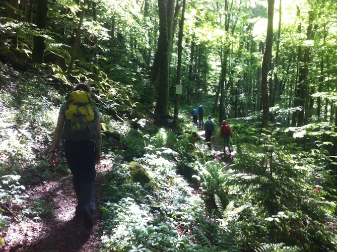 Guided hiking tour in the black forest