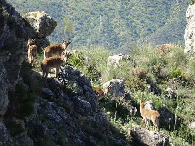 Rock climbing in "El Chorro" in Andalusia 1