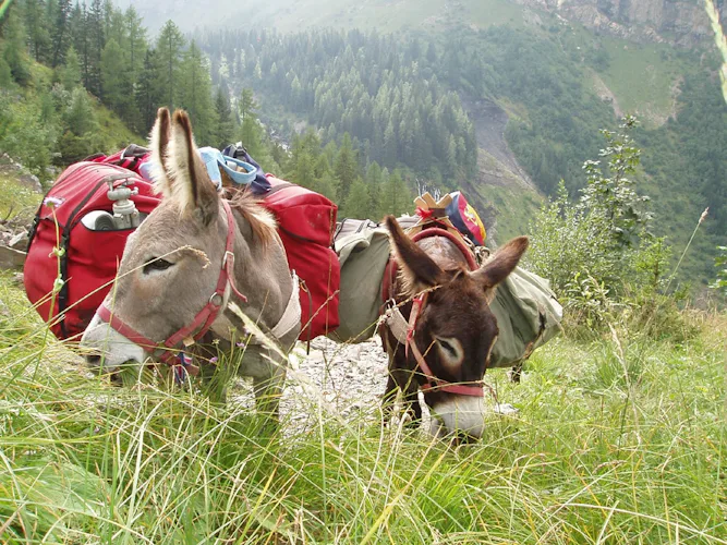 Hiking with mules in Haute Savoie