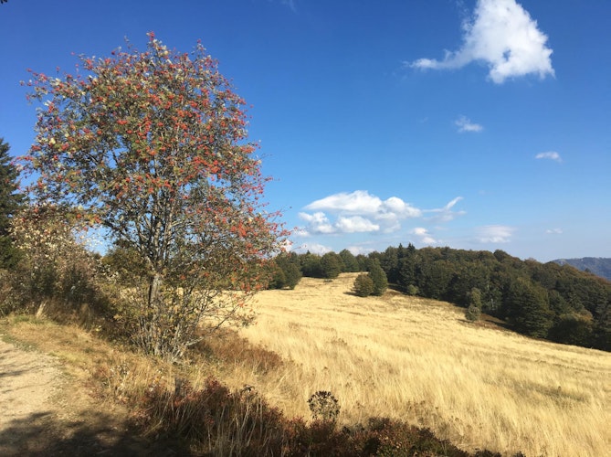 Hiking in Les Vosges: a beginner’s experience very close to home