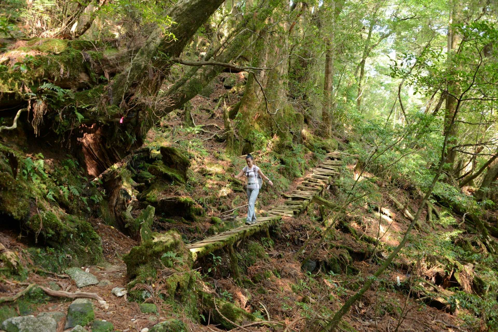 Yakushima: the last wild hiking paradise in Japan