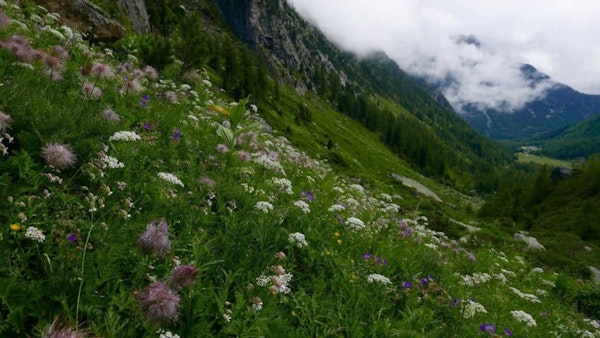 Mont Blanc valley