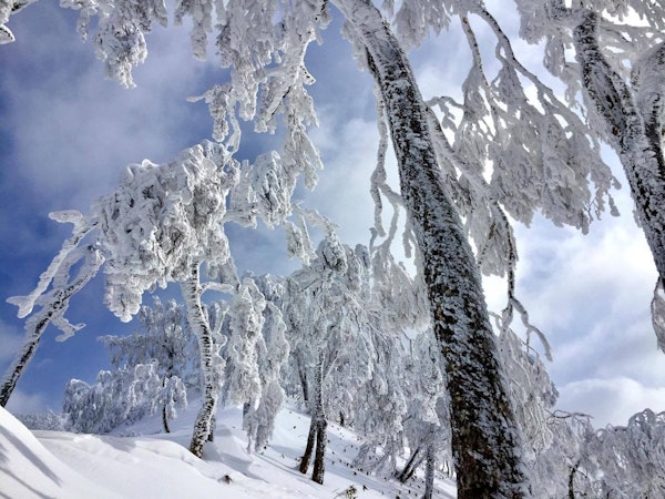 Hokkaido BC ski