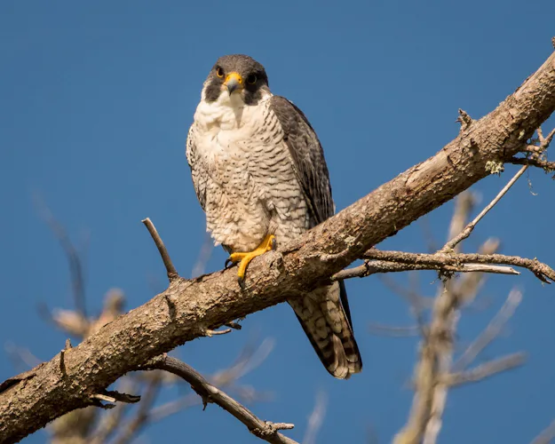 Irati Jungle peregrine falcon