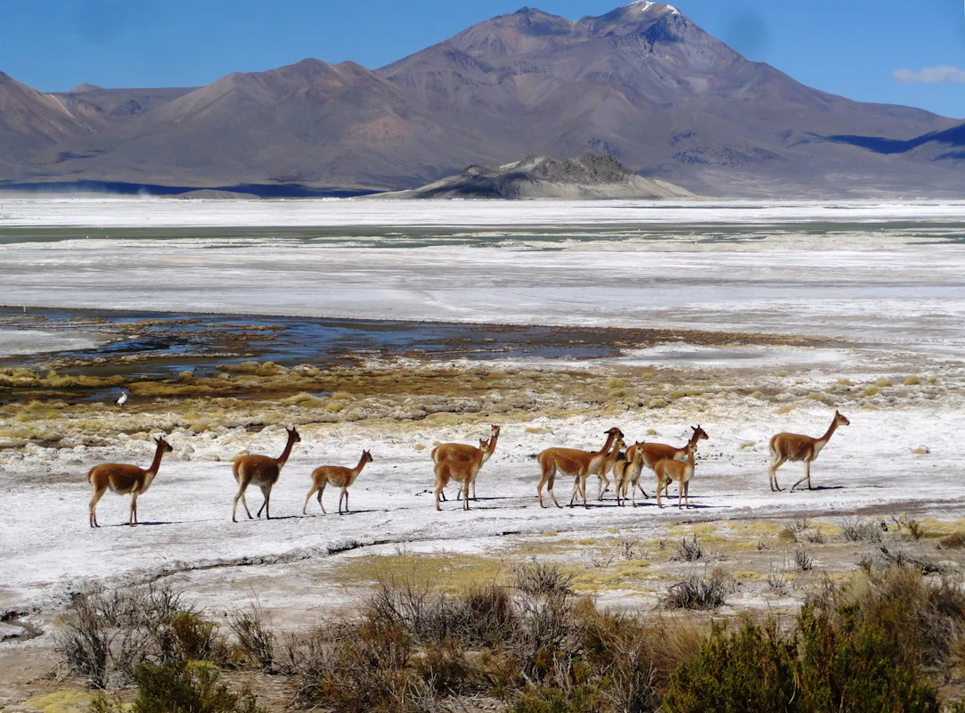 3-day walking and sightseeing tour in Lauca National Park and surroundings, northern Chile
