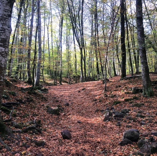 Hike in the Garrotxa Volcanic Zone Natural Park and Medieval Villages, day trip from Barcelona