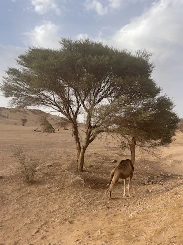 Nomad Sahara Desert Trek from Marrakesh