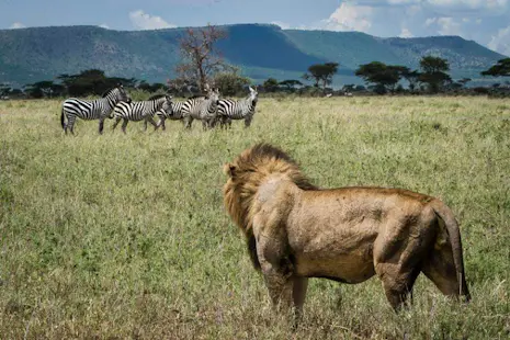 Kenya Safari with Maasai Mara Tour