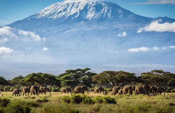 Safari in Amboseli Tsavo, Nairobi  | Kenya