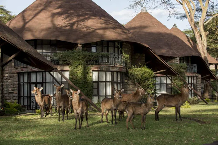 Luxury Holiday Safari in Kenya 