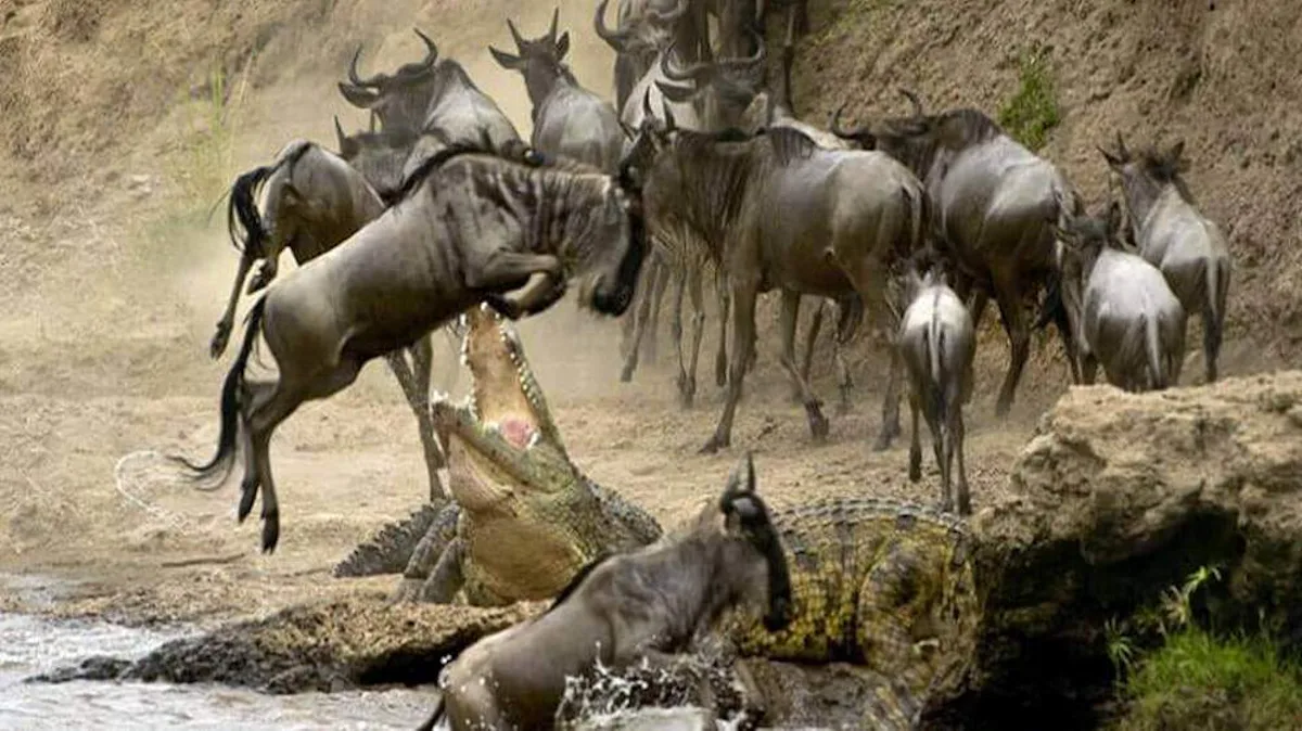 Masai Mara Wildebeest Migration Safari | Kenya