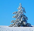 snow covered evergreen tree
