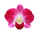 pink orchid