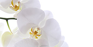 white orchid flower