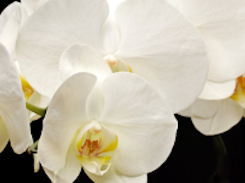 white orchid