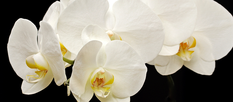 white orchid