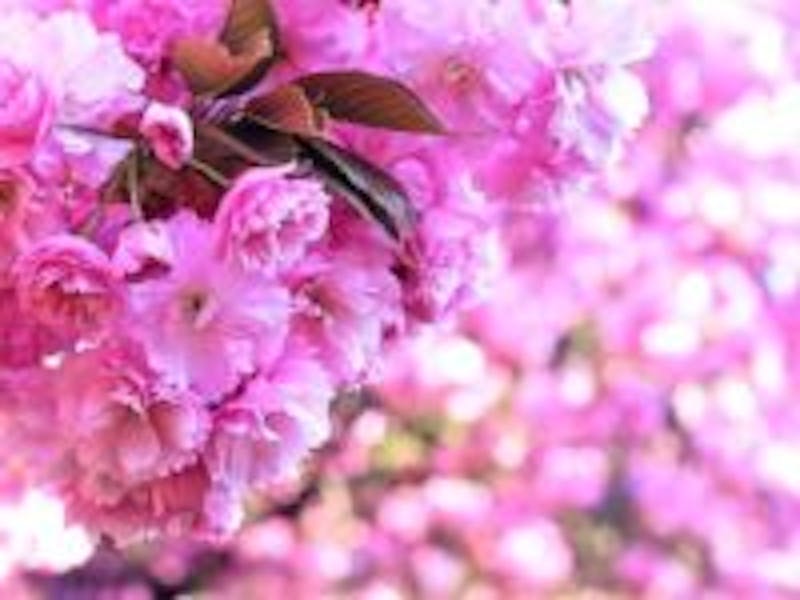 beautiful purple flowers