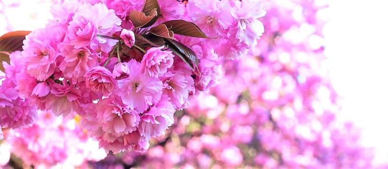 beautiful purple flowers