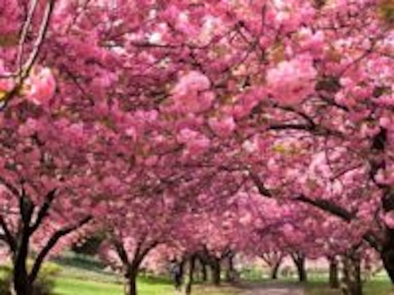 grove of cherry blossom trees