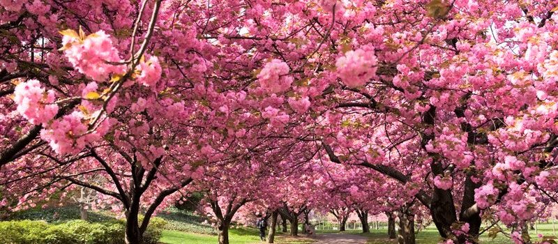 grove of cherry blossom trees